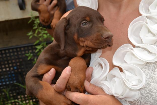 Doberman chocolate(ultimos cachorros)