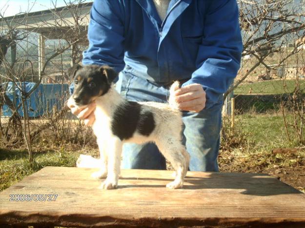 Fox Terrier de Pelo Liso