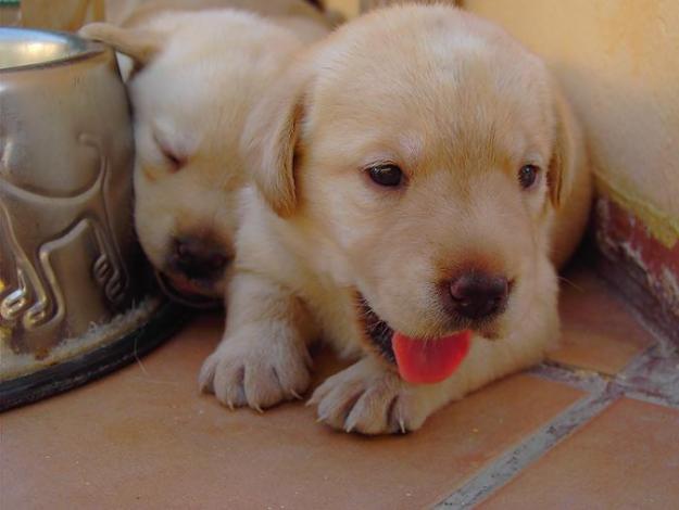 labrador retriever cachorros