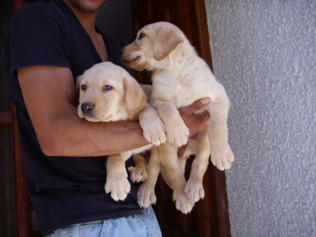 LABRADORES PRECIOSOS