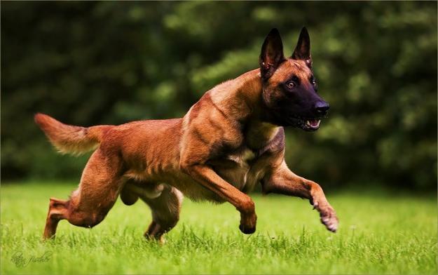 Pastor belga malinois de navarkan