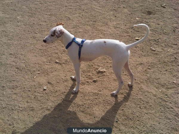 Podenco nacido en enero 2011 - Barcelona