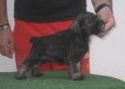 Schnauzers miniatura cachorros color sal y pimienta - mejor precio | unprecio.es