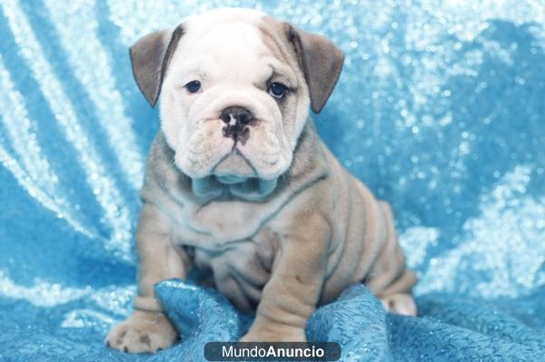 BULLDOG INGLES, perros, cachorros, criadero, venta.  GARANTIA AQUANATURA