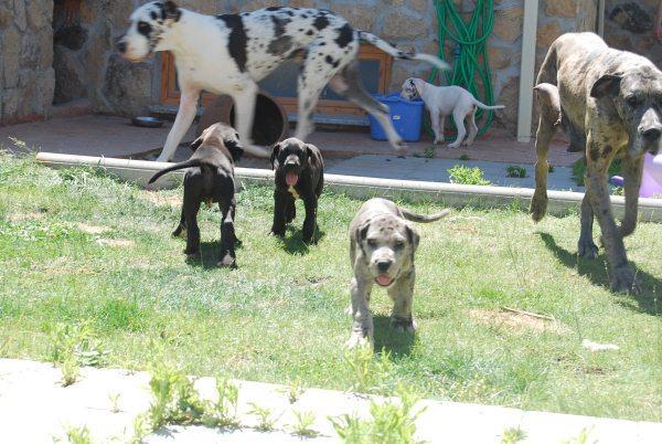 Ejemplares Dogo Aleman o Gran Danes fotos reales