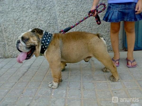 El autentico bulldog ingles por excelencia