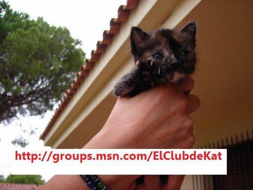 Gatita 1 mes, con parálisis en patas. CLUB DE KAT. Bcn o Gerona