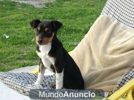 Odín, cachorro cruce de bodeguero