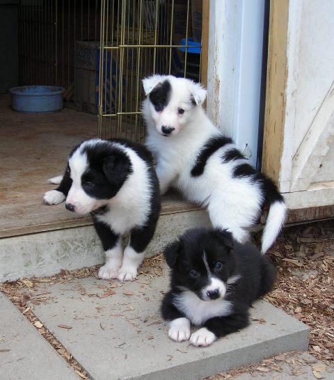 perritos border collie con pedigree