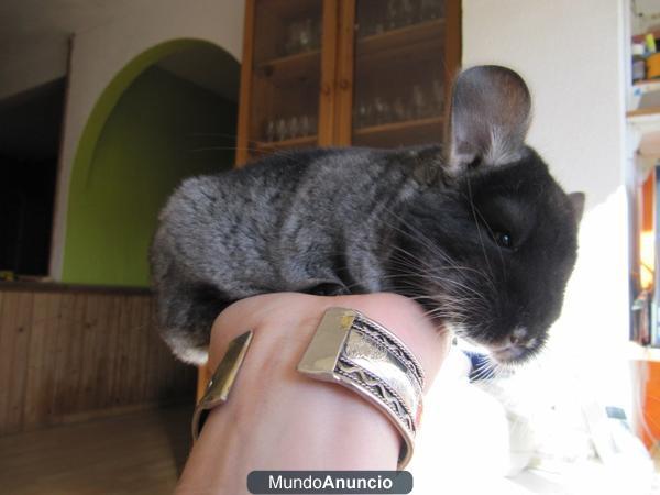 Preciosa Chinchilla