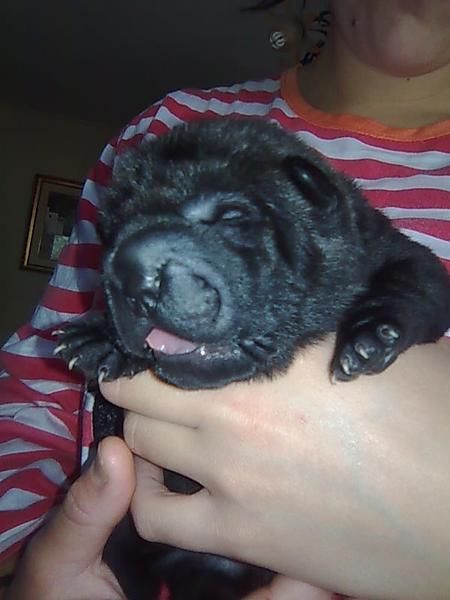 vendo camada shar pei americanos con loe