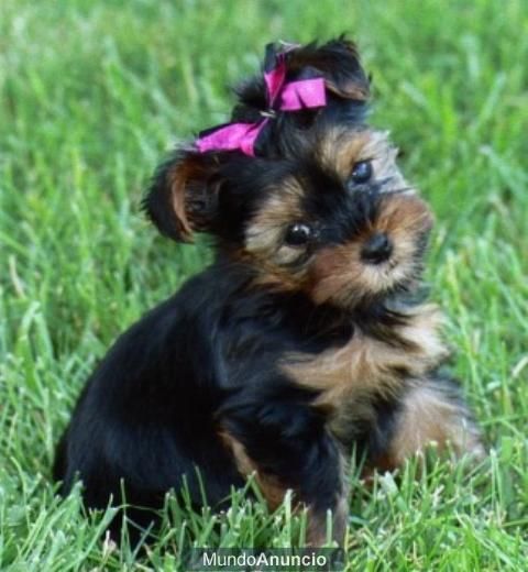 VENDO YORKISHIRE TERRIER KUSKY- 30 DIAS - preciosa hembra.400