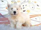 WESTY LINDOS CACHORROS WEST HIGHLAND WHITE - mejor precio | unprecio.es