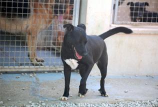 Adopta a Reina