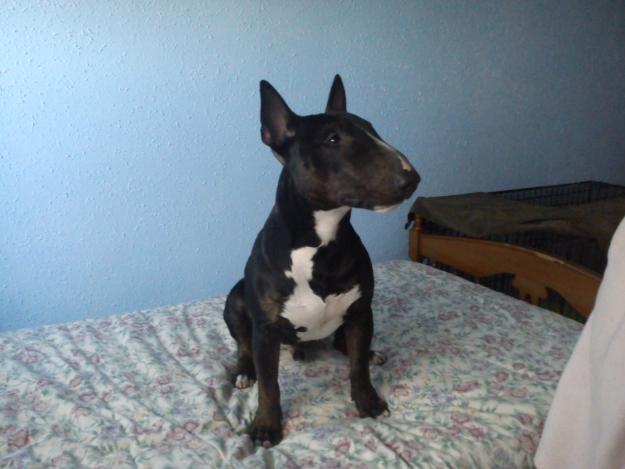 Bull Terrier Miniatura Macho Para Montas