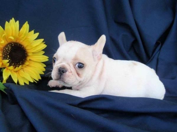 Bulldog Frances fawn (dorados) para exposicion, excelente pedigree.