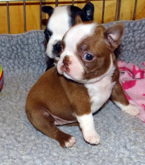 Cachorros Boston Terrier para la buena casa listos para su adopción