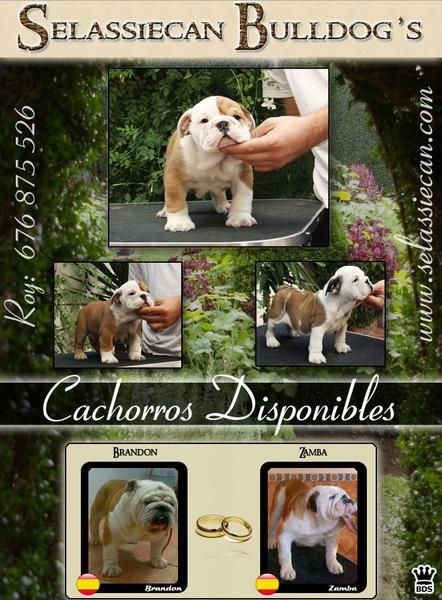 cachorros de bulldog ingles linea merriveen