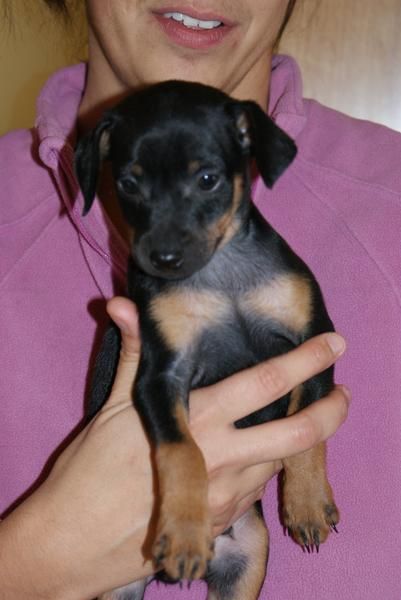 CACHORROS DE MINI PINSCHER