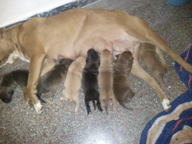 camada pitbull 150 €