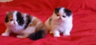 encantadora gatitos persas macho y hembra - mejor precio | unprecio.es