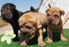 Preciosos Shar-pei ¡buen precio! - mejor precio | unprecio.es