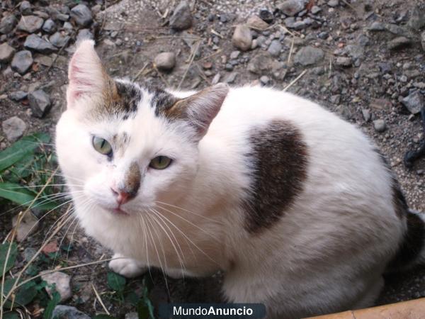 Gato en adopción