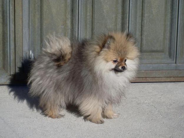 lulú de pomerania