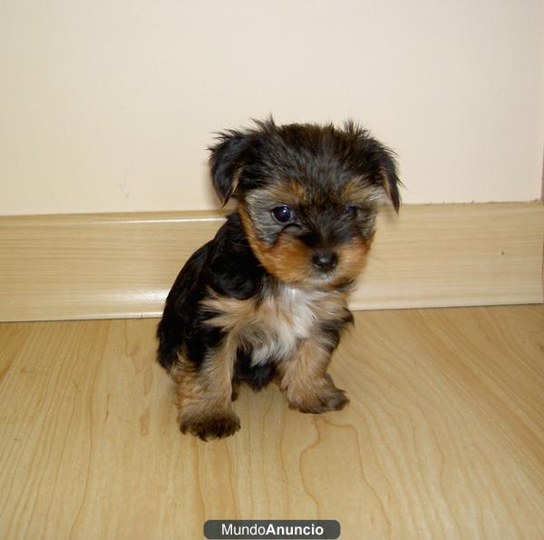 cachorros yorkshire terrier