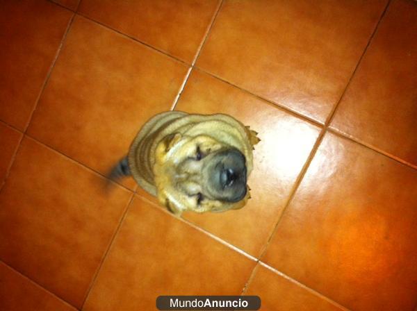 PERDIDO CACHORRO DE SHARPEI  EN ALHAURIN DE LA TORRE