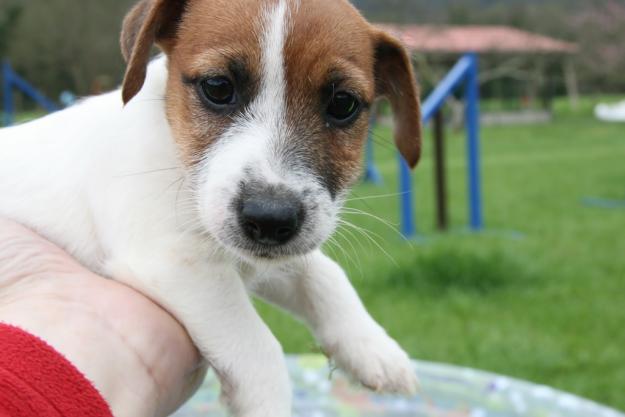 Preciosa hembra de Jack Russell de pelo corto