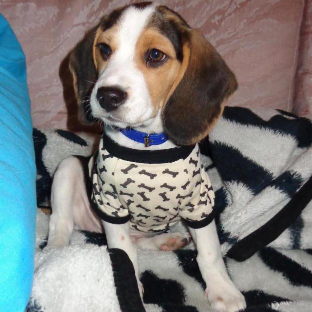 Precioso cachoro de beagle 4 meses macho