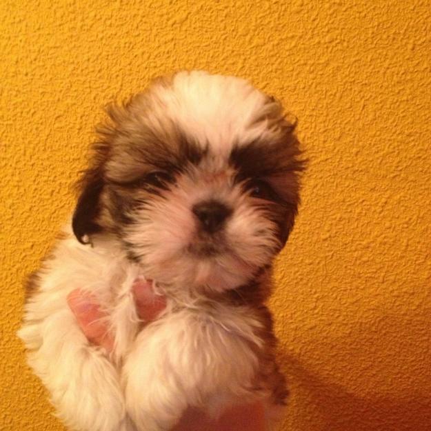 preciosos cachorros de shih tzu con pedigree loe