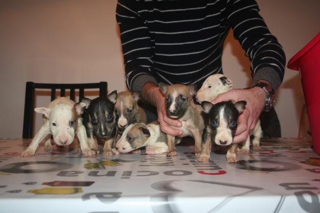 vendo cachorros bull terrier