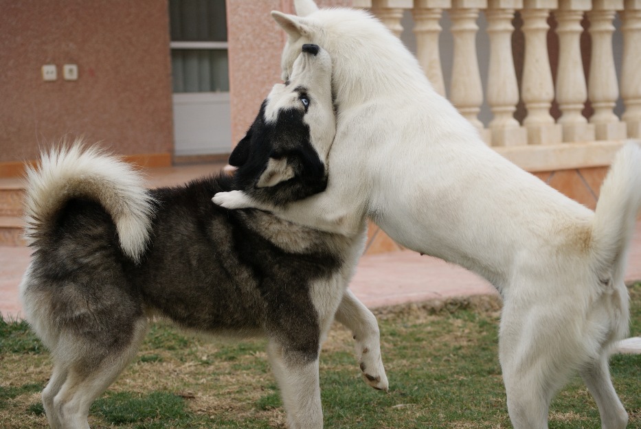 Vendo cachorros Husky Todo el año