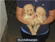 VENTA DE CACHORROS DE CANICHES MACHOS Y HEMBRAS SUPER BONICOS