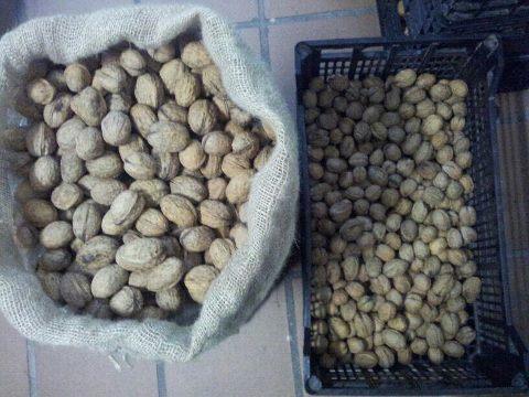 Nueces de ávila