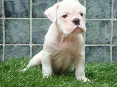 Bulldog Ingles ( en color blanco )