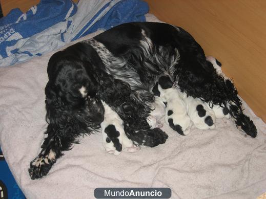 CACHORRITAS COCKER SPANIEL PARA ENTREGAR