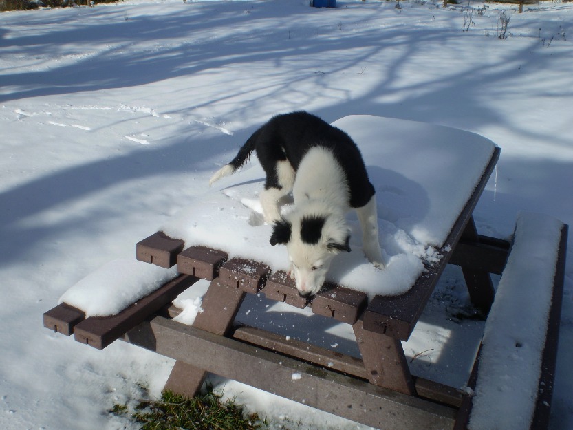 Cachorro border collie