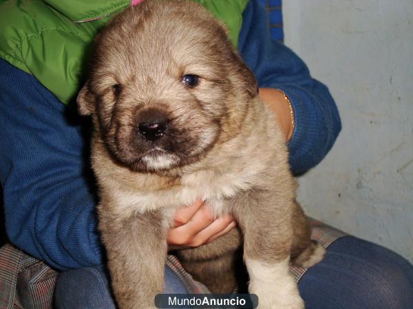 Cachorros Pastor del Caucaso