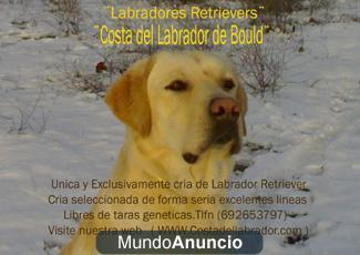 Labradores Retrievers www.costadellabrador.com