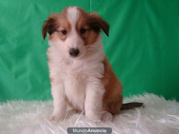 Rough Collie excelenete camada nacional 400 EUROS