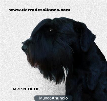 Schnauzer mediano negro