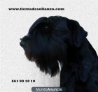 Schnauzer mediano negro - mejor precio | unprecio.es