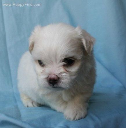 se vende preciosa cachorra de bichon maltes(madre)   Gratis