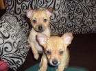 vendo chihuahuas - mejor precio | unprecio.es