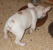 130 euro BULLDOG FRANCES TOY