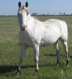 Caballos Broke la venta para un buen hogar