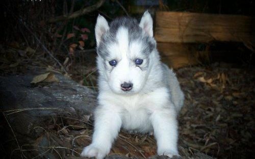 Cachorro Siberian Husky